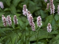 Polygonum bistorta Rdest wężownik